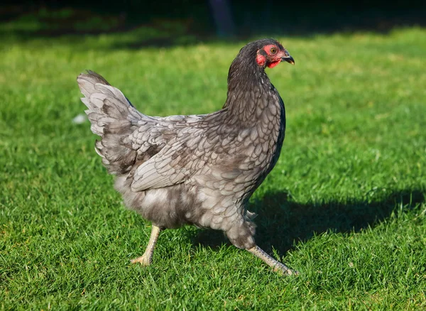 伝統的な養鶏場で無料の範囲の鶏 — ストック写真