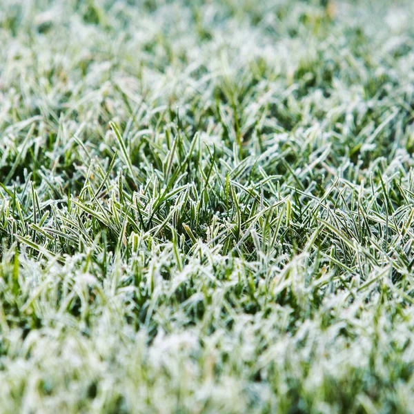Frozen Grass Background Texture Landscape View — Stock Photo, Image