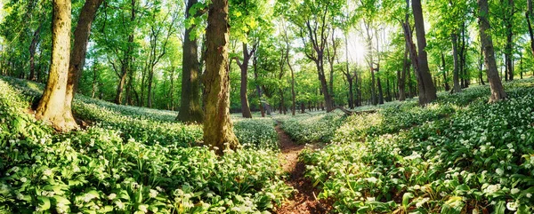 太陽と森の中の野生のニンニクの花 自然景観 — ストック写真