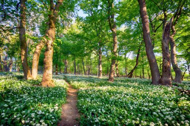 Günbatımında yabani sarımsaklı orman, Slovakya
