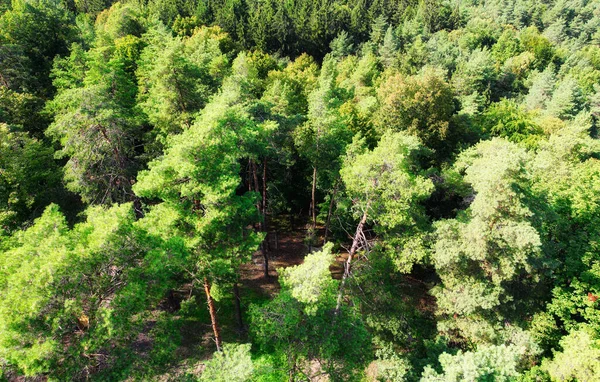 Vue Aérienne Paysage Forestier — Photo