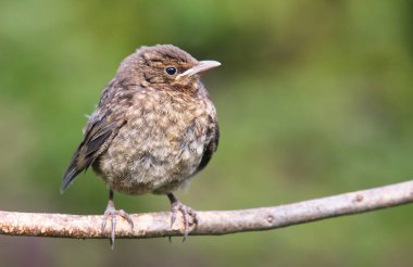 Genç karatavuk, Bebek Turdus Merula bir dala oturur. Slovakya. Avrupa