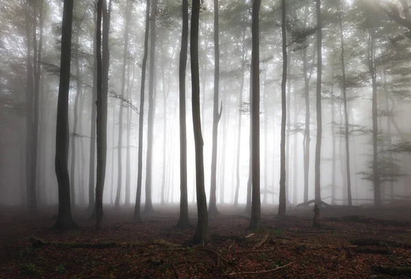 Mlhavá Krajina Jedlovým Lesem Mlze Mlhavé Stromy — Stock fotografie