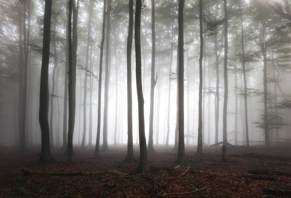 Paisaje Brumoso Con Abeto Niebla Árboles Brumosos — Foto de Stock