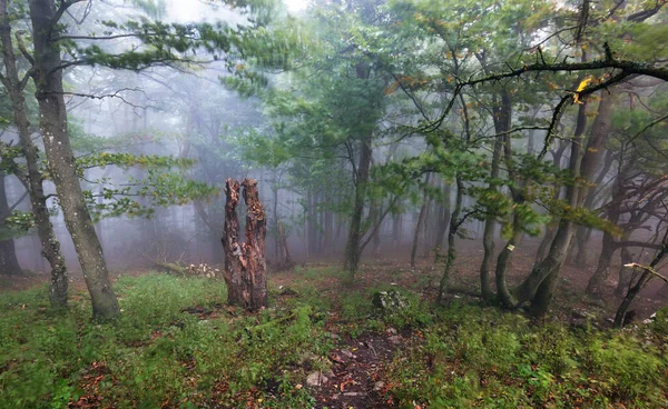 Wald Mit Nebel Nebelwald Naturlandschaft — Stockfoto