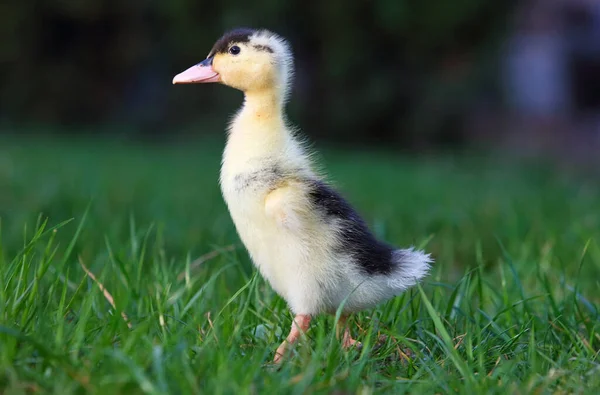 Baby Duck Greem Grass Nature — Stock Photo, Image