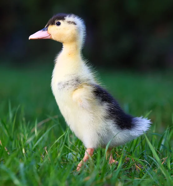 Bonito Pequeno Pato Fofo Livre Pássaro Pato Bebê Amarelo Grama — Fotografia de Stock