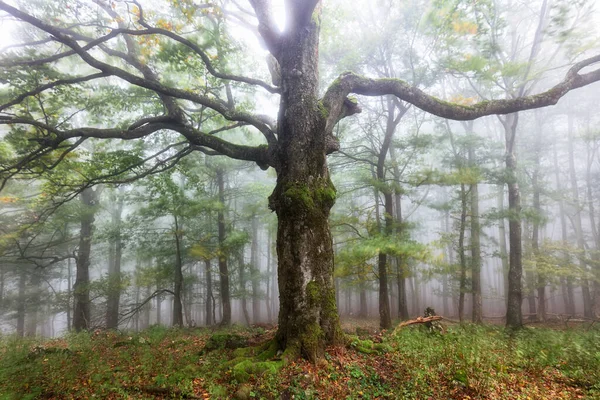 Forêt Automne Brumeuse Après Pluie — Photo