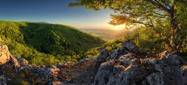Frühlingspanorama Mit Sonne Und Baum Slowakei — Stockfoto