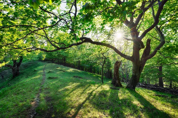Belle Forêt Printemps Avec Soleil Éclatant Travers Les Arbres — Photo