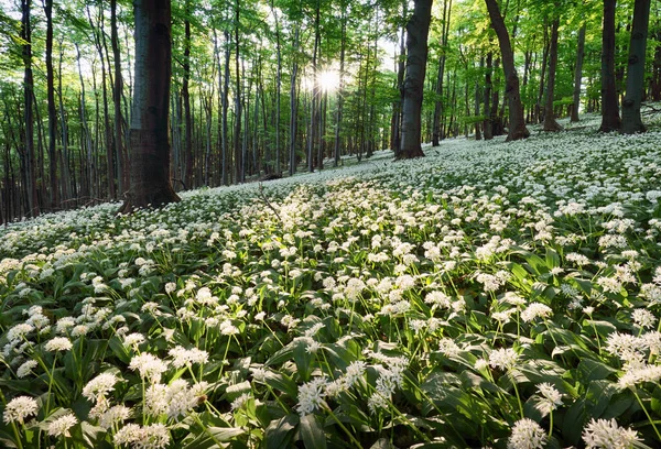 日没時に野生のニンニクと緑の森 スロバキア — ストック写真