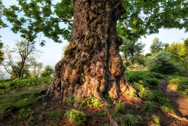 Paysage Estival Avec Vieil Arbre Dans Forêt Soleil Dans Les — Photo