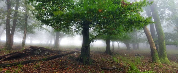 Forêt Avec Brume Bois Foggy Paysage Naturel — Photo