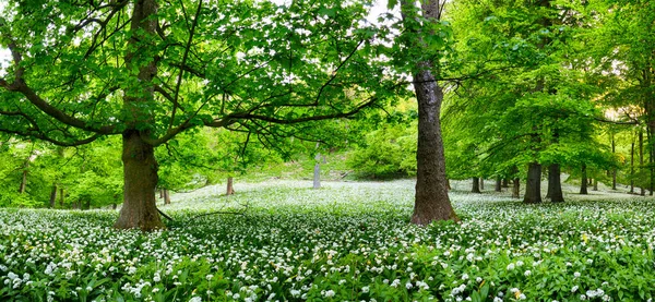 Paysage Vert Forêt Avec Arbre Ail Fleurs Blanches Slovaquie — Photo