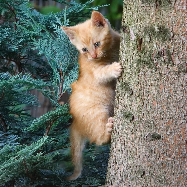 Bambino Gatto Camminare Albero — Foto Stock