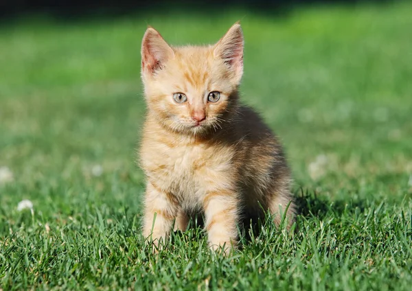 Pequeño Gato Una Hierba Verde —  Fotos de Stock