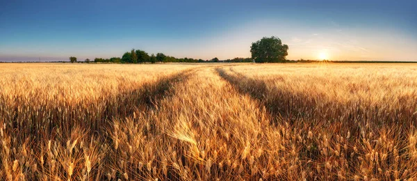 Tarweveld Panorama Met Pad Bij Zonsondergang Landbouw — Stockfoto