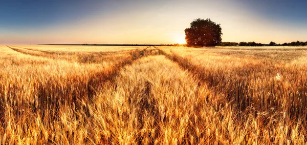 Tarweveld Panorama Met Pad Bij Zonsondergang Landbouw — Stockfoto