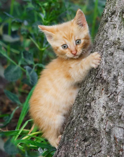 Baby Cat Walk Tree — Stock Photo, Image