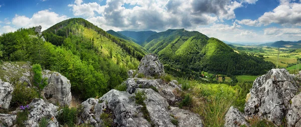 Yeşil ormanlı dağ manzarası