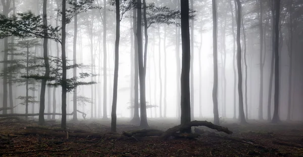 Floresta Outono Nebulosa Após Chuva — Fotografia de Stock