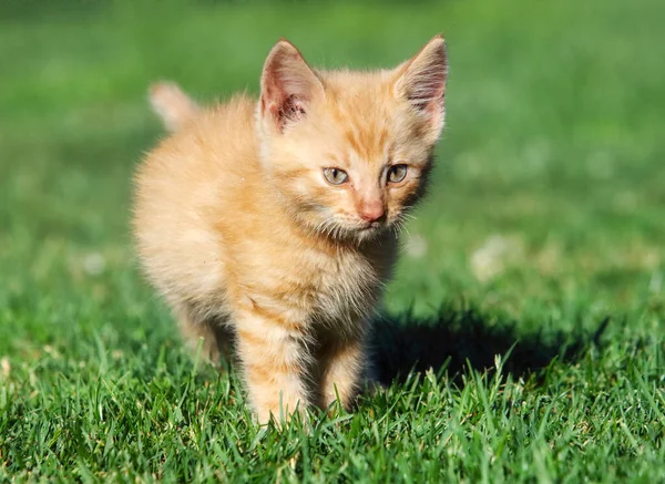 Μικρή Γάτα Ένα Πράσινο Γρασίδι — Φωτογραφία Αρχείου