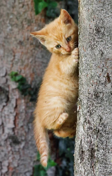 緑の草の中の小さな猫 — ストック写真