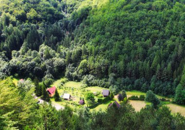 Yeşil çayırlı doğal orman