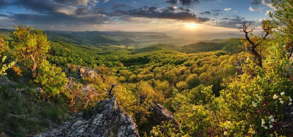 Paysage Forestier Vert Pic Zarnov Slovaquie — Photo