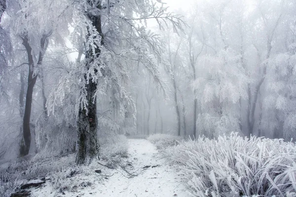 Winterwald Den Bergen Majestätischer Winterbaum — Stockfoto