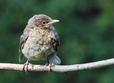 Genç karatavuk, Bebek Turdus Merula bir dala oturur. Slovakya. Avrupa