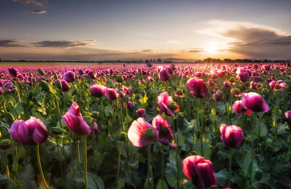 Landschaft Mit Schönem Sonnenuntergang Über Mohnfeld — Stockfoto