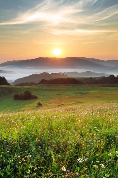 Bloem weide bij zonsopgang — Stockfoto