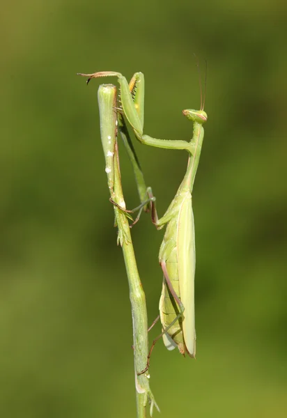 Bidsprinkhaan insect — Stockfoto