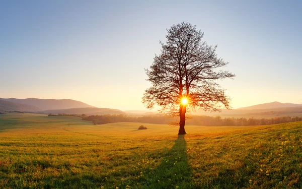 Árbol y puesta de sol — Foto de Stock