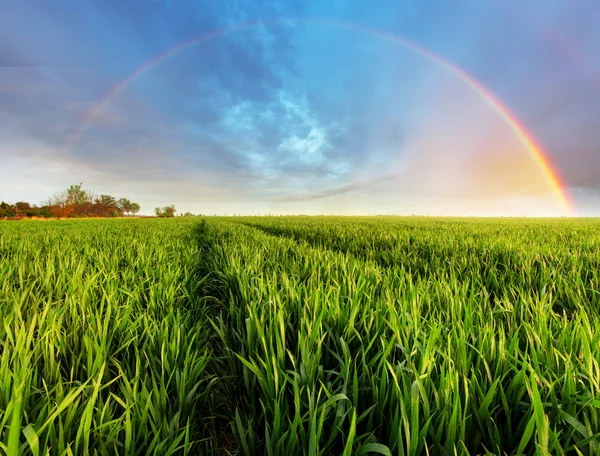 Campo verde com arco-íris — Fotografia de Stock