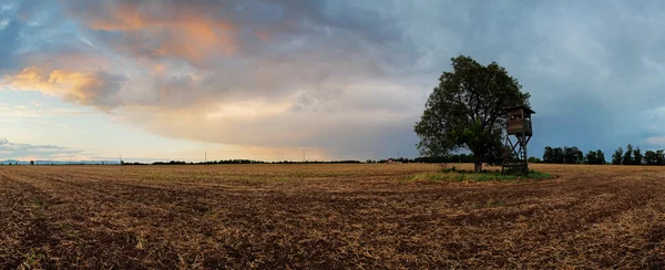 Панорама с деревом на закате — стоковое фото