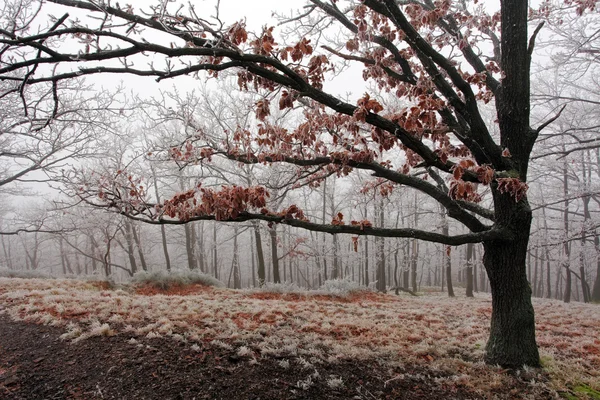 Winter tree — Stock Photo, Image