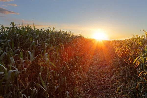 Campo di grano verde al tramonto con sole — Foto Stock