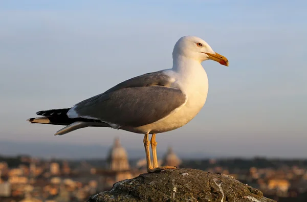 Seagull in Rome — Stock Photo, Image