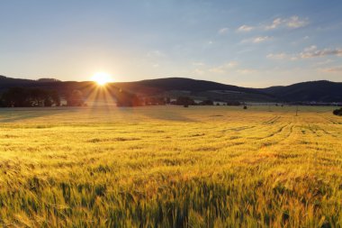 buğday alan güneş