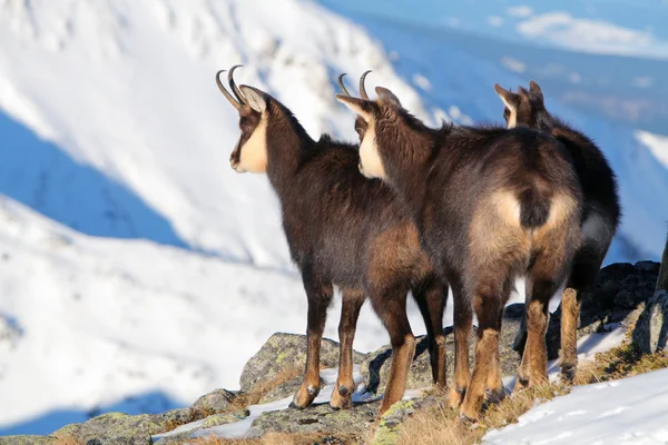 Chamois at winter in Slovakia — Stock Photo, Image