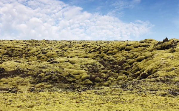 Islandský mech pokrývá sopečné horniny — Stock fotografie