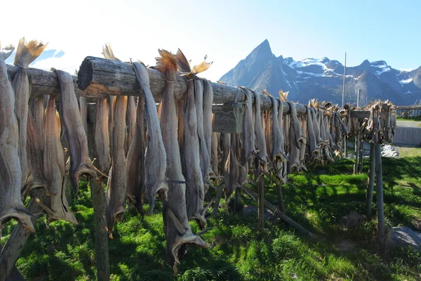 Gedroogde kabeljauw in lofoten — Stockfoto