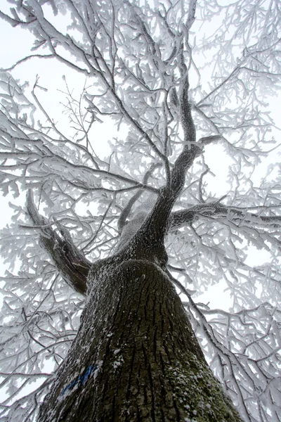 Arbre d'hiver — Photo