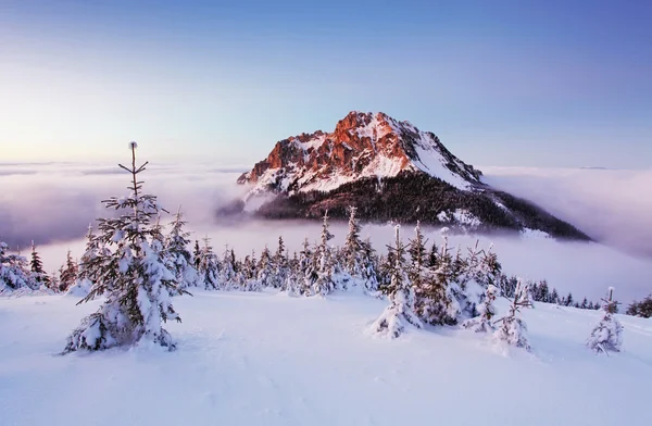 Ορεινό τοπίο με δέντρο το χειμώνα — Φωτογραφία Αρχείου