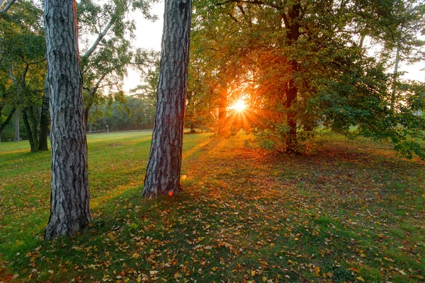 Jesienny park z słońce i drzewa — Zdjęcie stockowe