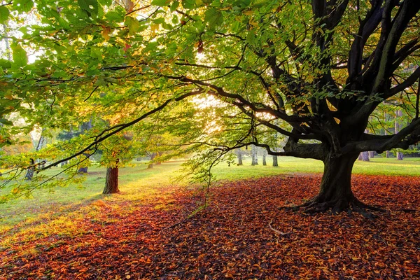 Träd i höst park — Stockfoto