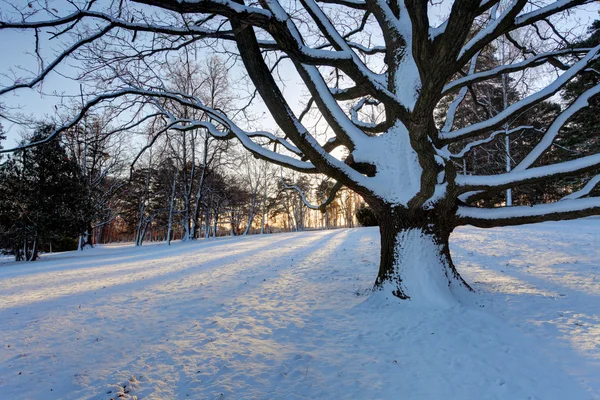 Winter tree with sun rays — Stock Photo, Image