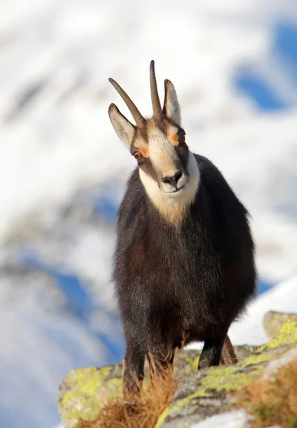 Gamuza - rupicapra, tatras — Foto de Stock